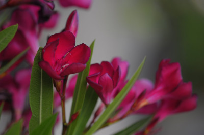 roter-oleander.jpg