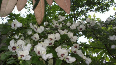 2013-06-29-2513_Stewartia_malacodendron.jpg