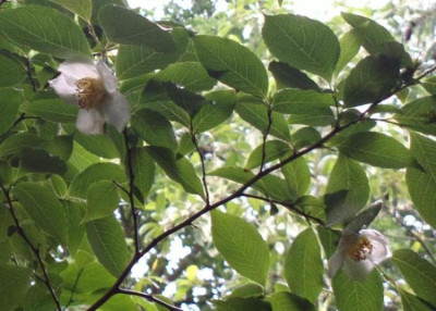 2013-06-29-2506_Stewartia_gemmata.jpg