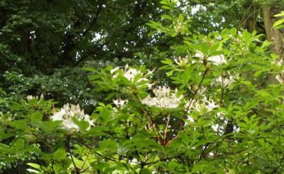 2013-06-29-2516_R.viscosum.jpg