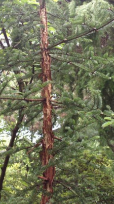 2013-06-29-2526_Abies_squamata.jpg