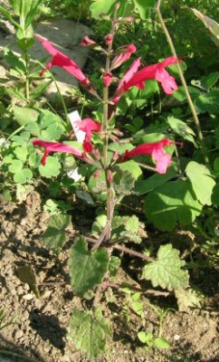 Salvia_v._Asarina.jpg