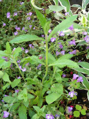 Verbeba_bonarensis.13-1.jpg