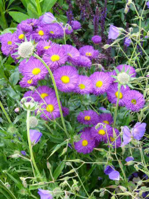 Erigeron-Dominator.13-1.jpg