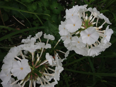 weier-phlox_20130629_zg1.jpg