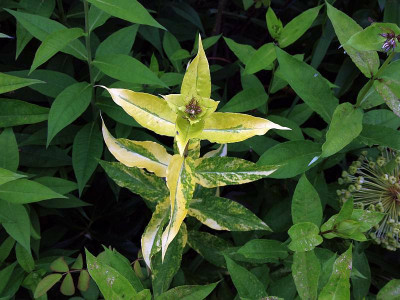 hmmmm_phlox2013_zg.jpg