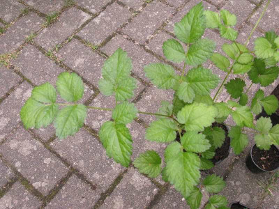 Astilbe_1_Blatt_pur.jpg