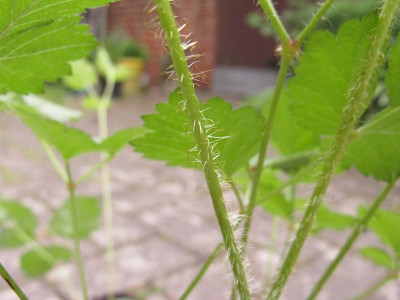 Astilbe_1_Stangel_pur.jpg