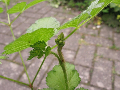 Astilbe_1_Knospe_pur.jpg