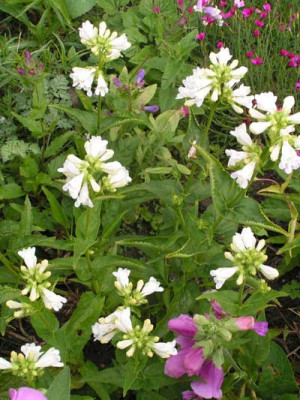 Penstemon_serrulatus_albus2.jpg