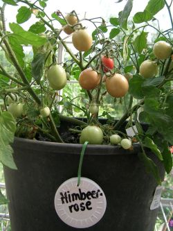 Tomate_Himbeerrose.jpg