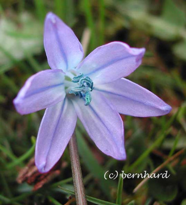 scilla_2.jpg