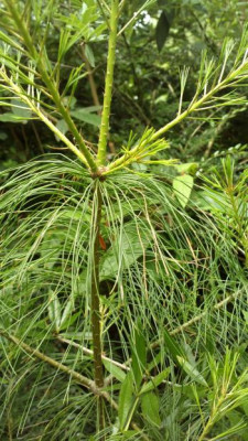 2013-07-01-2575_Pinus_armandii.jpg