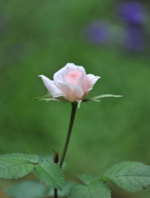 Rosenkind_Juli_II.jpg