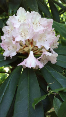 2013-06-30-2562_R.ungernii.jpg