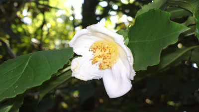 2013-06-30-2558_Stewartia_gemmata.jpg