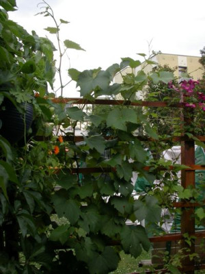 wein1.jpg