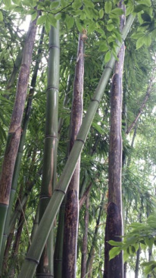 2013-07-01-2585_Phyllostachys_vivax_vegetus.jpg