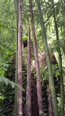 2013-07-01-2587_Phyllostachys_vivax_vegetus.jpg
