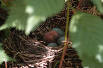 amsel_geschluepft_12347s.jpg