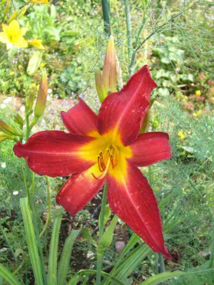 BrilliantRed-07-1a.jpg