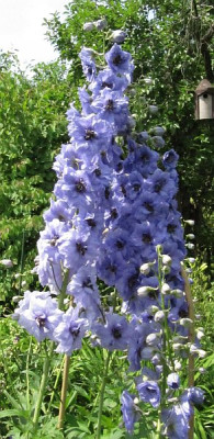 Rittersporn_Tmbg_lavendel_130702.jpg