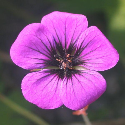 Geranium_Ann_Folkard002.jpg