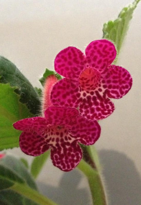 Kohleria_Jester_07-2013_900x900_80KB.jpg