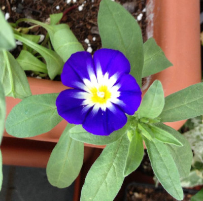 Convolvulus_tricolor_07-2013_900x900_80KB.jpg