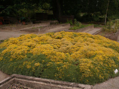 HBV_genista_horrida_2005-06-27.jpg