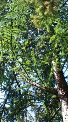2013-07-02-2623_Larix_principis-rubrechtii.jpg