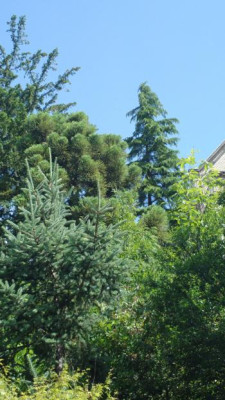 2013-07-02-2625_Picea_retroflexaCryptomeria_japonicaCedrus_deodara.jpg