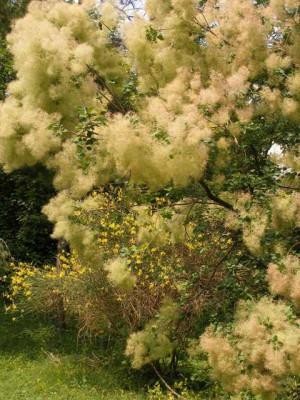 HBV_cotinus_coggygria_2005-06-27.jpg