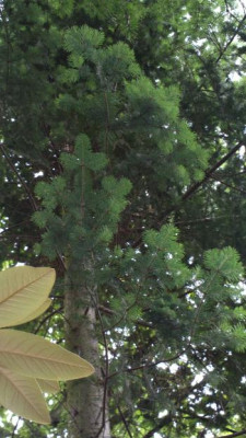 2013-07-01-2599_Abies_nephrolepis.jpg