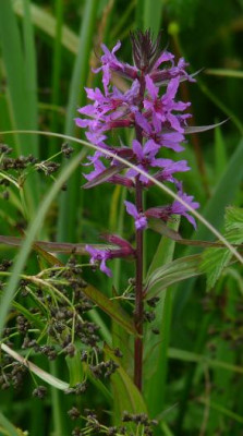 2013_-_07_-_02_Feuchtwiesenblume.JPG