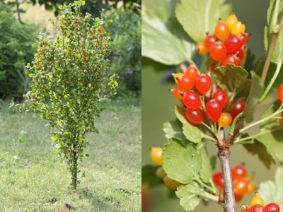 Ribes_alpinum_01.jpg