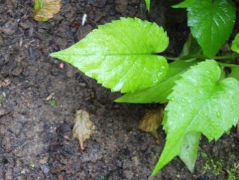 DSCF5079_350x263.jpg