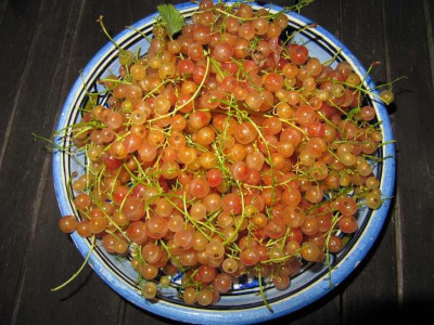 Ernte_130703.jpg