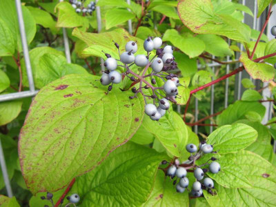 Beeren_C.sanguinea_130703.jpg