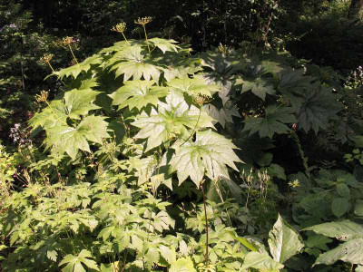 Diphylleia_cymosa_Boga_Hamburg_pur.jpg
