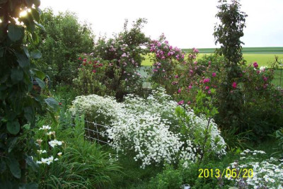 Juni_102_Rosenwildnis.jpg