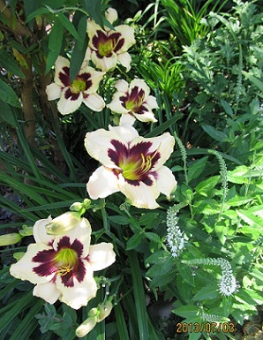 IMG_2677_small.JPG