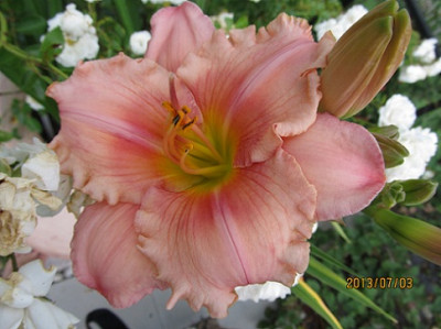 IMG_2685_small.jpg