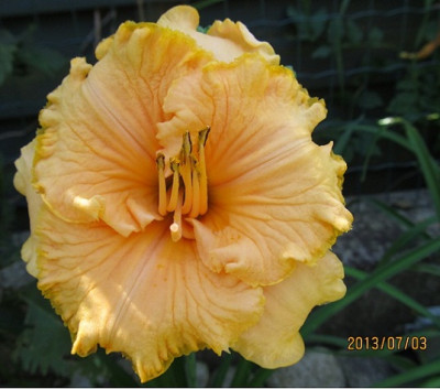 IMG_2662_small.JPG