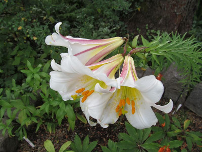 GP_Lilium_regale_2013-07-04.jpg