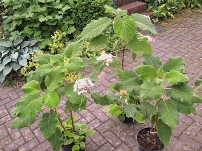 Hydrangea_sargentiana_Vergleich_pur.jpg