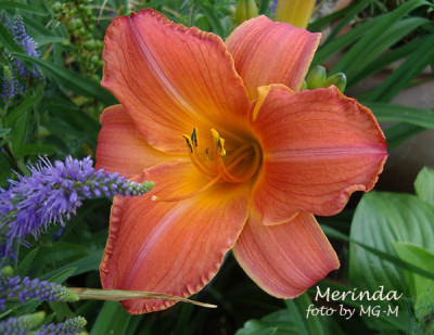 Imgp1017Merinda.jpg