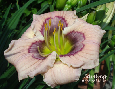 Imgp1041SmlgSachsCon.jpg