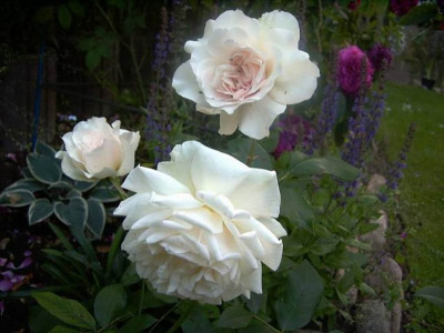 Rose_Dove.JPG