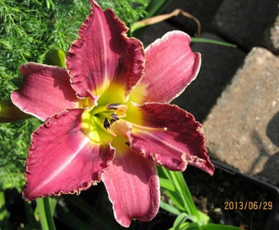 IMG_2586_small2.JPG